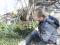 Finn freut sich an der erblühten Osterglocke